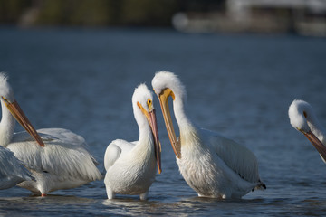 American white pelican