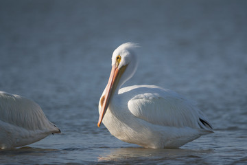 American white pelican