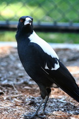 Australian Magpie standing alert