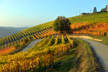 panorama of autumn vineyards