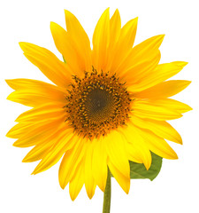 Obraz premium Flower of sunflower isolated on white background