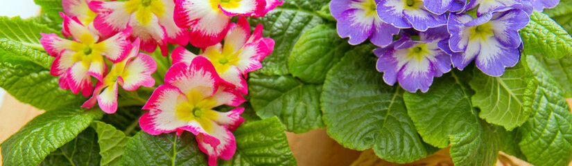 Obraz na płótnie Canvas Colorful primula flowers .