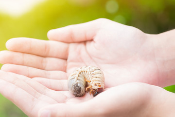 Coconut rhinoceros beetle in young girl hands.