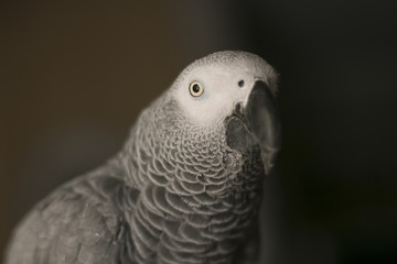 Curious African Gray Parrot