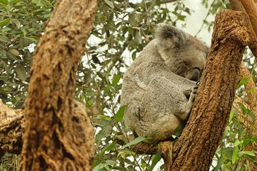 Obraz premium sleeping koala on eucalyptus tree