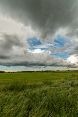 Obraz premium Wheat fields. Sunny summer landscape. Beautiful massive clouds. Stormy clouds.