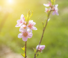 Fototapeta na wymiar Close up Peach Tree Blossoms Pink flowers in early spring, natural background springtime