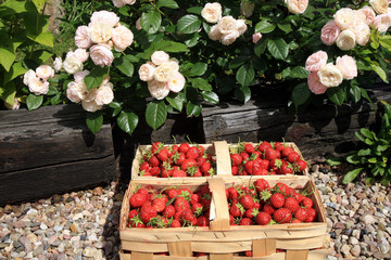 Strawberries in the punnet on natural background roses in country garden. 
