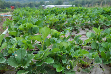 strawberry plant agriculture industry in Asia north of Thailand.