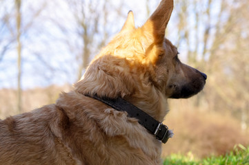 dog watching the world go by