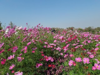 Obraz na płótnie Canvas Cosmos flowers in a field