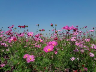 Obraz na płótnie Canvas Cosmos flowers in a field