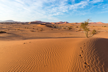 The scenic Sossusvlei, clay and salt pan with braided Acacia trees surrounded by majestic sand dunes. Namib Naukluft National Park, main visitor attraction and travel destination in Namibia.