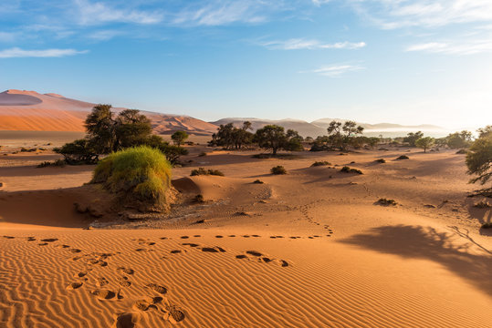 The scenic Sossusvlei, clay and salt pan with braided Acacia trees surrounded by majestic sand dunes. Namib Naukluft National Park, main visitor attraction and travel destination in Namibia.