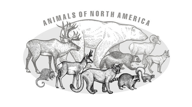 Poster with ianimals of North America.