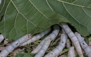 Worm eating leaves cassava