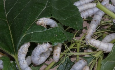 Worm eating leaves cassava