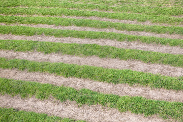 Striped grass growing
