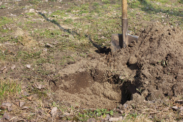 preparation for planting trees/ Old shovel next to the excavated pit in the garden 