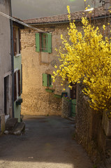Ruelle et forsythia à Die (Drôme)