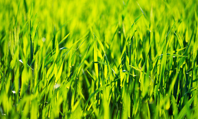 Green grass texture from a field