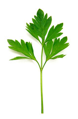 Parsley isolated on white