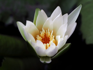 White water lily blooming in the garden.