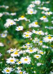 Blooming chamomile.