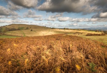 Fototapeta premium Autumn hillside in Wales.
