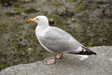 Goéland
