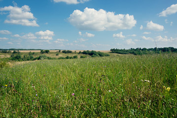 field of grass and perfect sky
