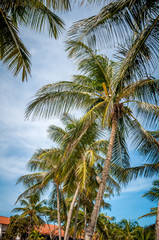 Fototapeta na wymiar palmeras In the beach