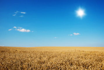 Golden wheat field with blue sky in background