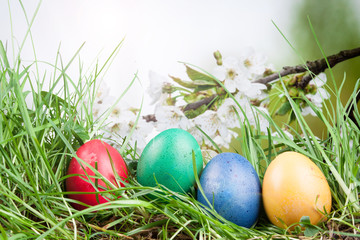 colored eggs in the grass
