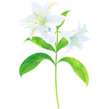 lily - birth flower vector illustration in watercolor paint textures