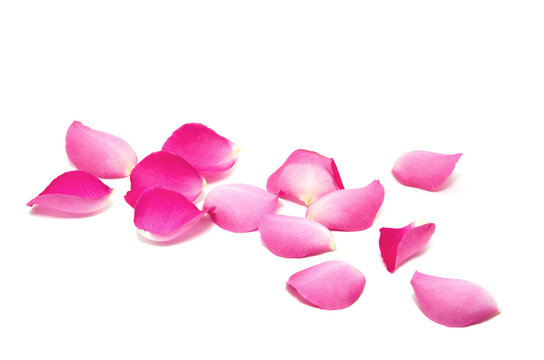 Petals of roses on a white background