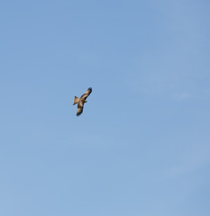 Obraz premium Milvus milvus flying