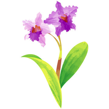 cattleya - birth flower vector illustration in watercolor paint textures