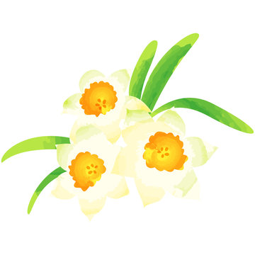 narcissus - birth flower vector illustration in watercolor paint textures