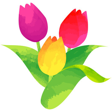 tulip - birth flower vector illustration in watercolor paint textures