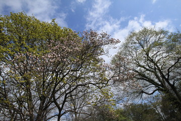 Fr&uuml;hling in Berlin / Es gr&uuml;nt im Steglitzer Stadtpark