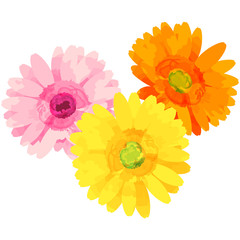 gerbera - birth flower vector illustration in watercolor paint textures