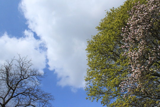 Frühling in Berlin / Blick nach oben im Stadtpark Steglitz