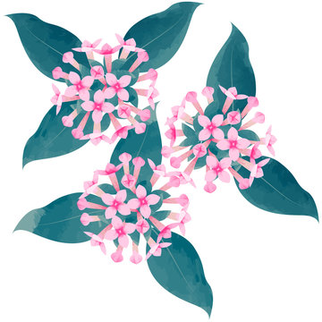 bouvardia - birth flower vector illustration in watercolor paint textures