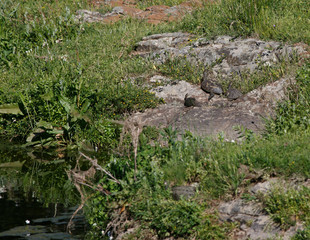 Fototapeta na wymiar Turtles sunbathing by the river