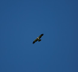 Hieraaetus pennatus flying