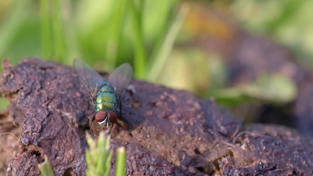 Macro shot of fly on dog dung in slow motion.
