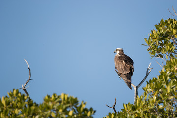 Osprey, —also called Fish eagle, Sea hawk, River hawk, and fish hawk—is a diurnal, fish-eating bird of prey.