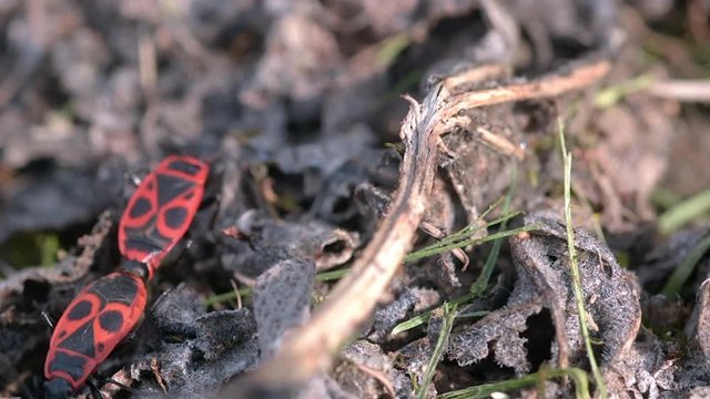 Macro shot of two firebugs ( Pyrrhocoris apterus) mating on the leaves in slow motion.
