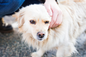 owner caressing gently her dog